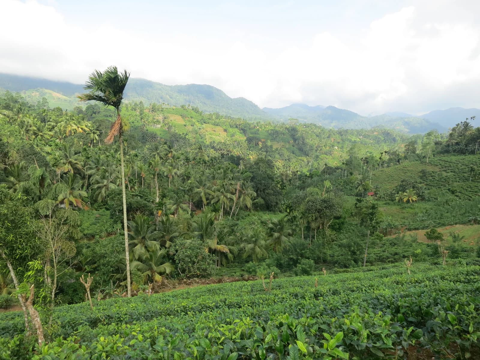 Ceylon Eco Tour
