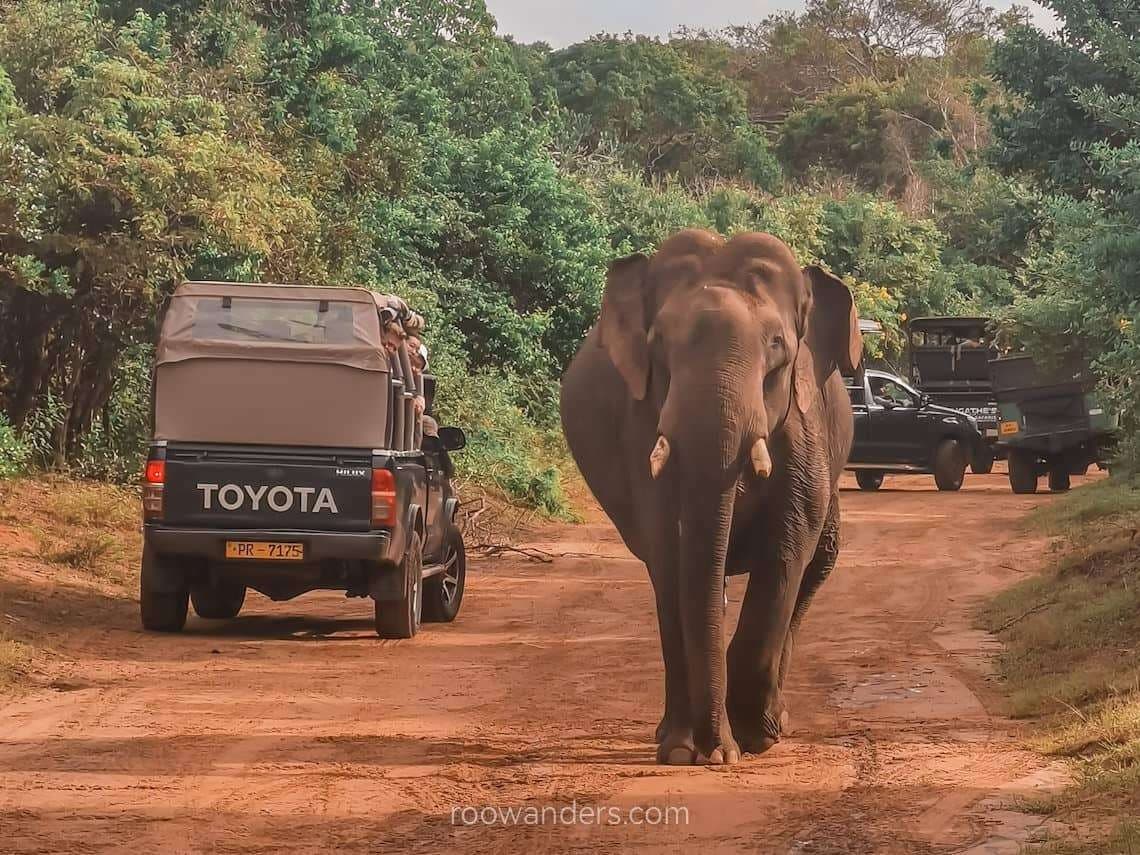 Asian elephant crossing a safari track in Yala